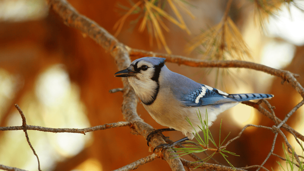 The Spiritual Meaning Of Blue Jay Feather: Magical Details