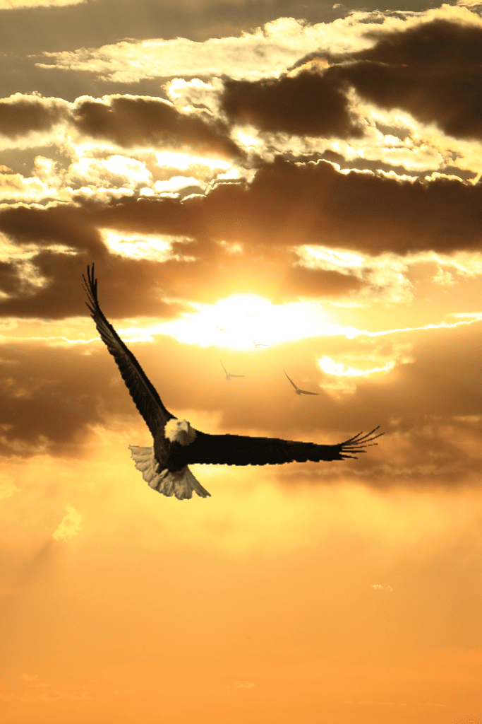 What Does Seeing an Eagle Mean Spiritually? Unveiling the Symbolism