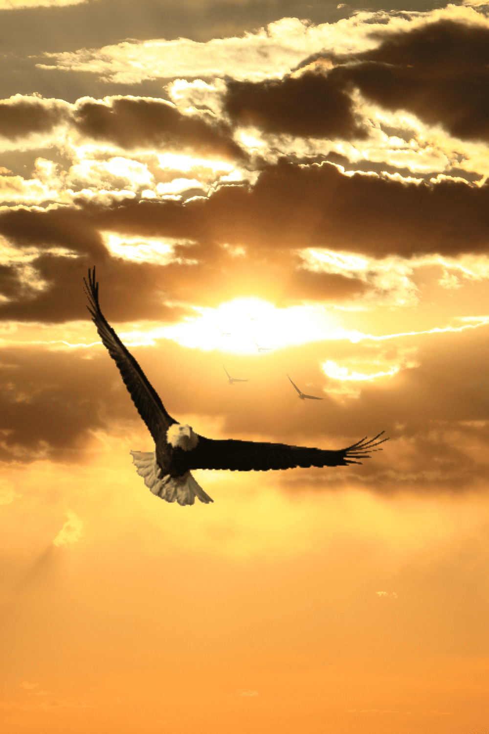 What Does Seeing an Eagle Mean Spiritually? Unveiling the Symbolism