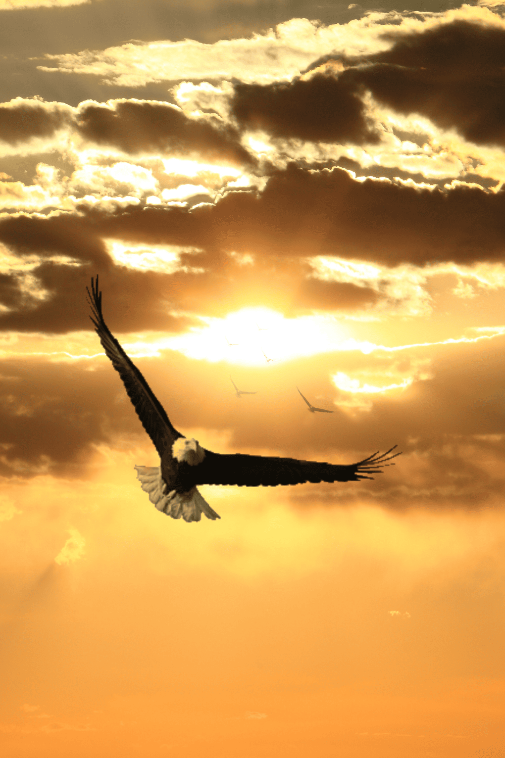  What Does Seeing An Eagle Mean Spiritually 10 True Options