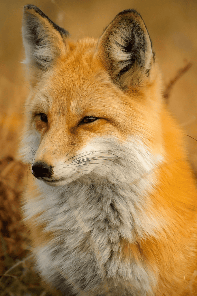 What Does Seeing A Fox Mean Spiritually