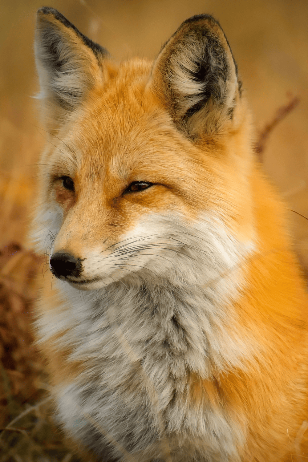 What Does Seeing A Fox Mean Spiritually