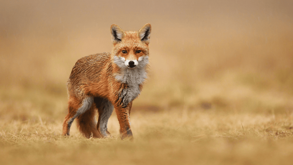 What Does Seeing A Fox Mean Spiritually