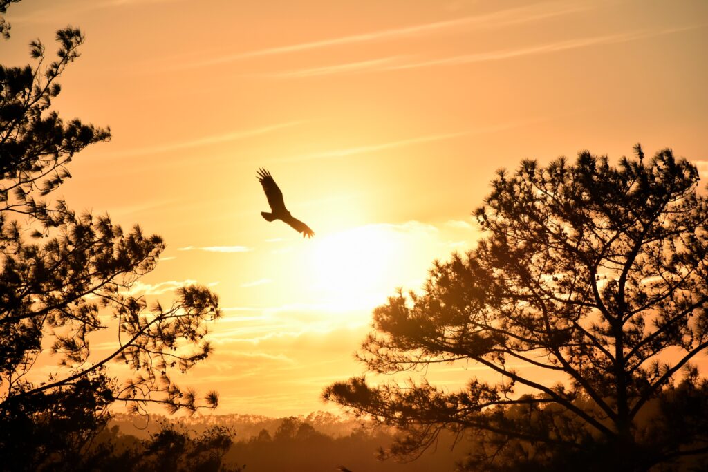 What Does Seeing an Eagle Mean Spiritually? Unveiling the Symbolism